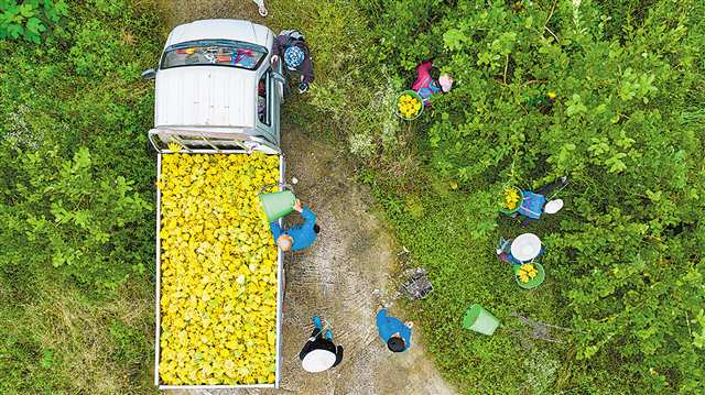 大足區金山鎮中藥材佛手基地內，工作人員正在採摘、運輸佛手。（無人機照片）記者 齊嵐森 攝/視覺重慶