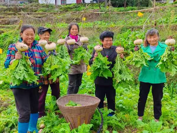 草蔸萝卜喜获丰收。湛江涛摄