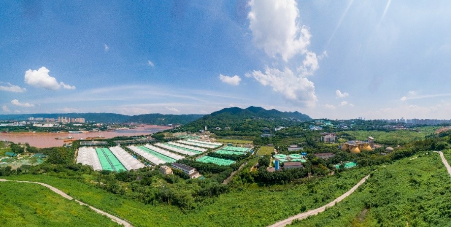 重庆水务环境集团：实干担当筑牢长江上游重要生态屏障