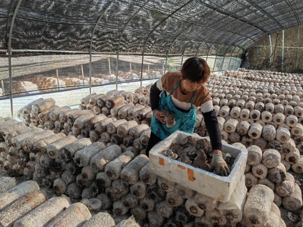 永新镇石塔村标准化菌棚内，工人正在采收蘑菇。周檬摄