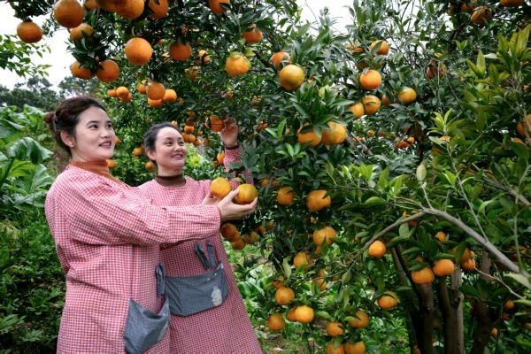 游客采摘柑橘。丰都县融媒体中心供图
