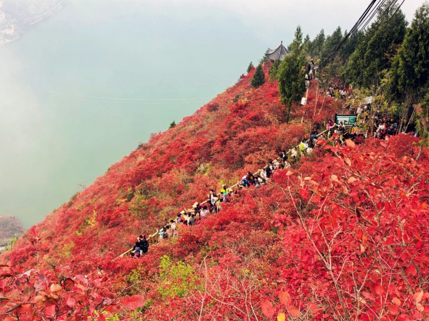 第十九届重庆长江三峡(巫山)国际红叶节期间,三峡龙脊游人如织。陈久玲摄