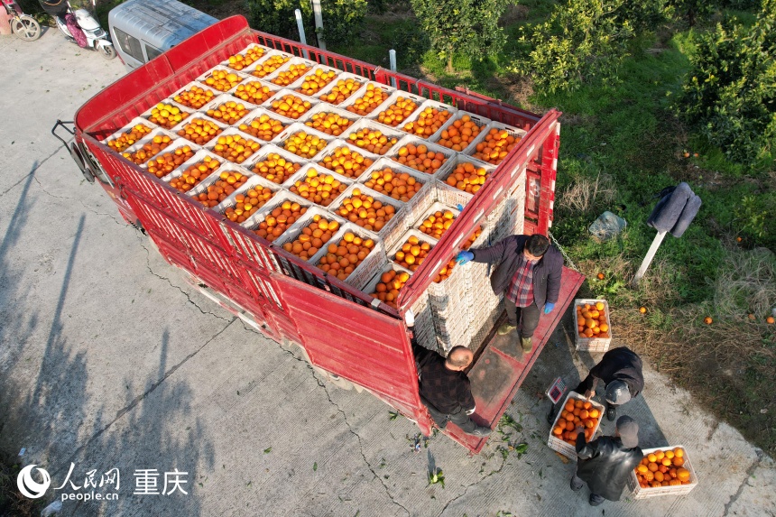 停在果园装载脐橙的货车。人民网记者 刘祎摄