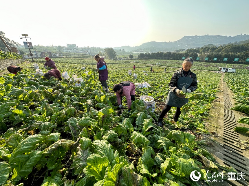 吴小容(右一)在地里收砍青菜头。人民网记者 刘政宁摄