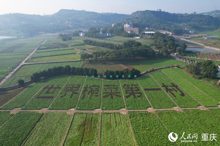 二渡村成片种植的青菜头。人民网记者 刘祎摄