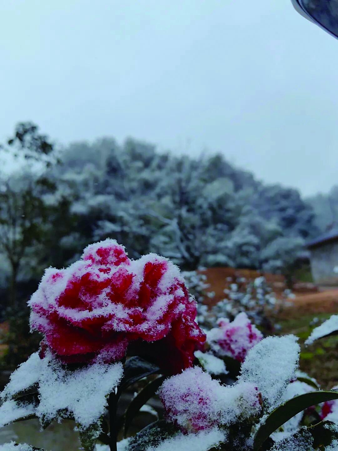 巴南区部分海拔800米以上地区出现了降雪