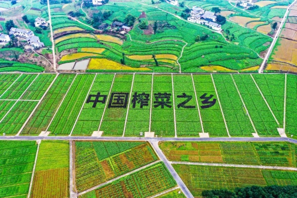 涪陵榨菜成为出口量、出口额双第一的“国民名片”。涪陵区委宣传部部供图