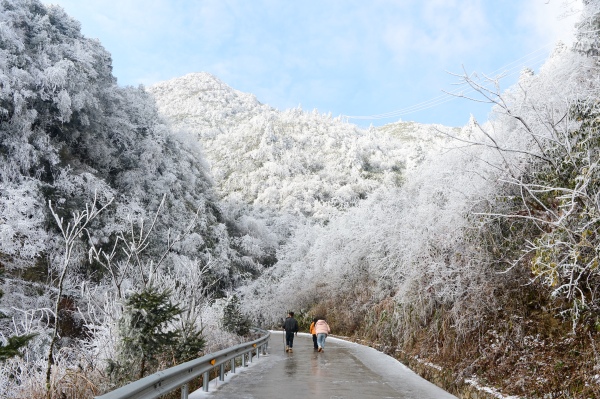 1月22日，轎子頂林場冰雪覆蓋，游人在山間道路徒步登山。楊林波攝