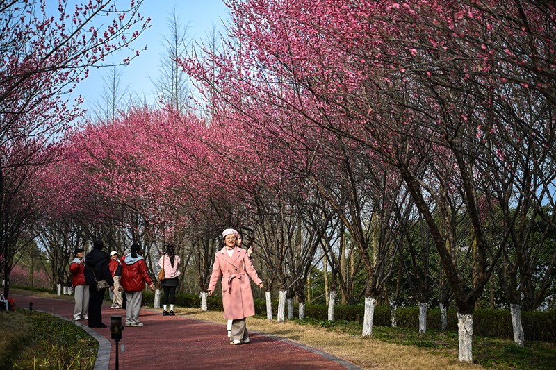 1月27日，兩江新區悅來會展公園，市民正在紅梅花下拍照留影。首席記者 龍帆 攝