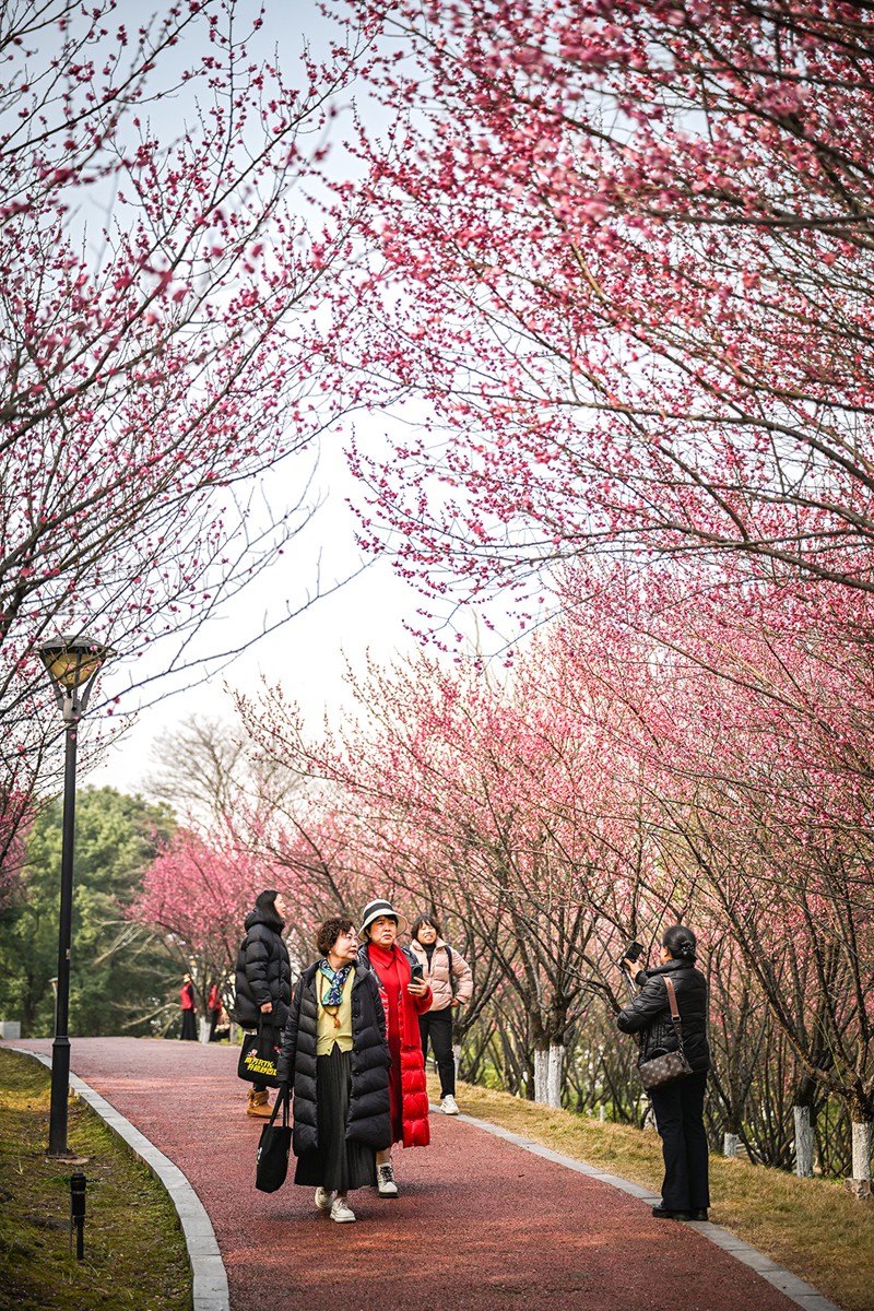 1月27日，兩江新區悅來會展公園，市民在公園裡游玩賞花。首席記者 龍帆 攝