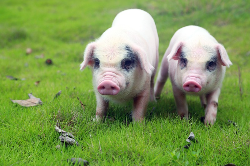 荣昌猪。荣昌区委宣传部供图