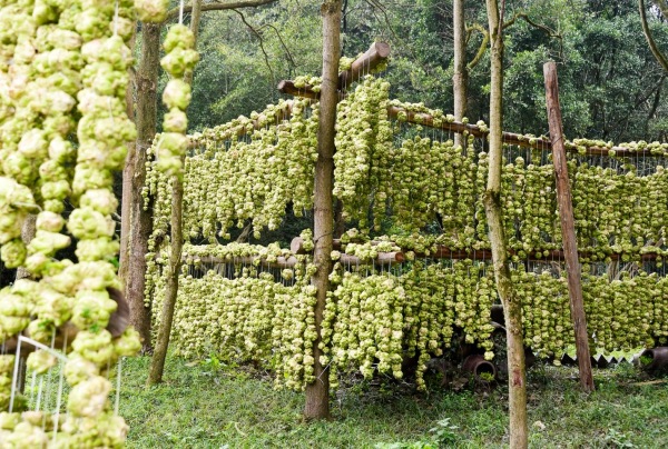 涪陵榨菜丰收。黄河摄