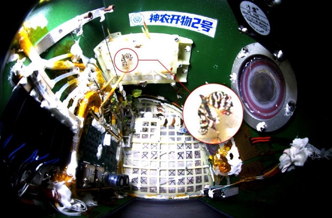 “太空蝴蝶”成功孵化并飞翔。重庆大学供图