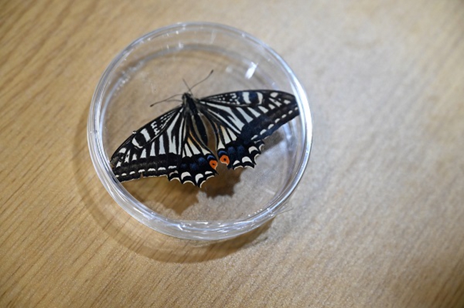 此次太空搭载的蝴蝶品种。邹乐摄