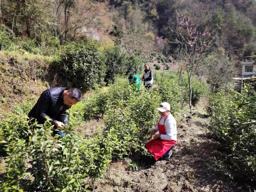 咸宜鎮的茶農們。重慶電信供圖