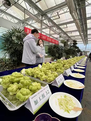 渝東南農科院展示的榨菜品種。周小平攝