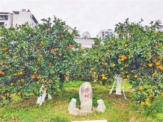 “奉園72-1”臍橙母樹。（受訪單位供圖）