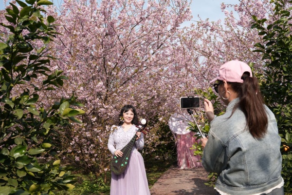 游客在櫻花樹下拍照。秦廷富攝