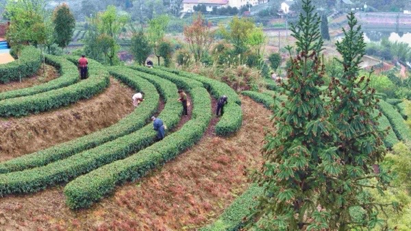 采茶工在茶园采茶。刘彤摄