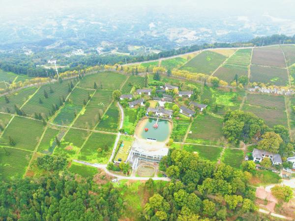 茶香漫山。宋文勵攝