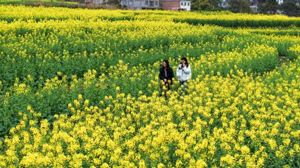 游客漫步在油菜花海。武隆區委宣傳部供圖