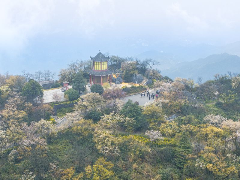 2月27日，北碚區大盛鎮雲龜山景區，市民在花海裡遨游（無人機照片）。記者 李雨恆 攝