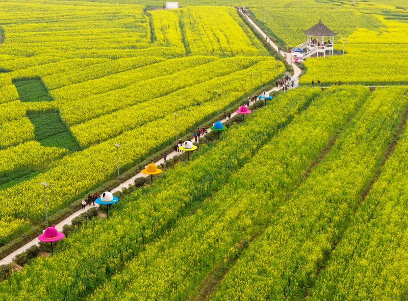 2月27日，潼南區崇龕鎮陳摶故裡景區，游客們在成片的油菜花海中游覽、打卡（無人機照片）。記者 張春曉 攝