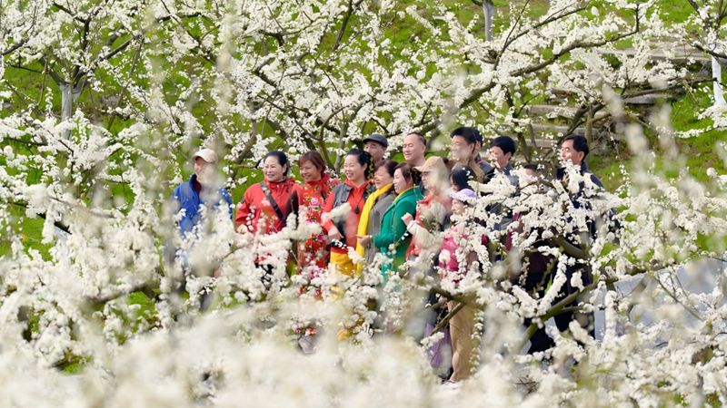 北碚區靜觀鎮中華村，游客在李花花海中留影。北碚區委宣傳部供圖