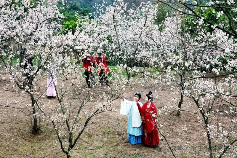 銅梁區雙山鎮仙隱山上，6000畝櫻花正在綻放。銅梁區融媒體中心供圖