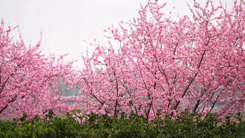 大足區雍溪鎮慈雲村花間集生態園的美人梅、紅葉李進入全面盛花期。大足區融媒體中心供圖