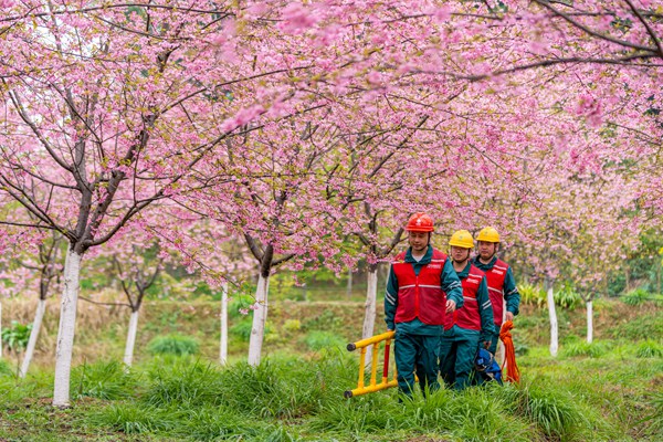 電力人員開展賞花季特巡。國網重慶永川供電公司供圖