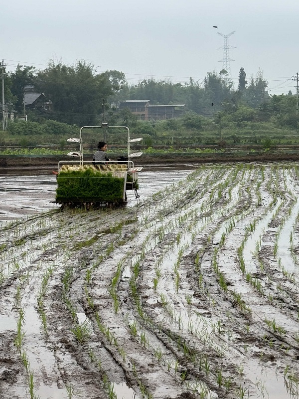 插秧機插秧。銅梁區供銷聯社供圖