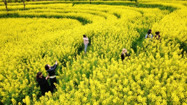 游客在花海中拍照打卡。主辦方供圖