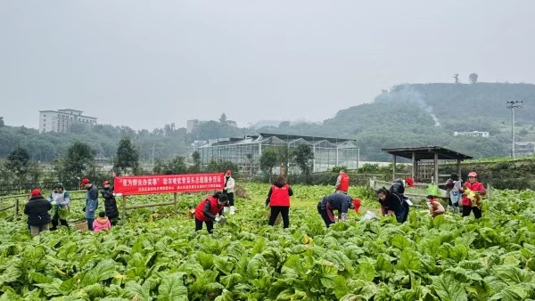 志願者助農收砍青菜頭。崇義街道供圖