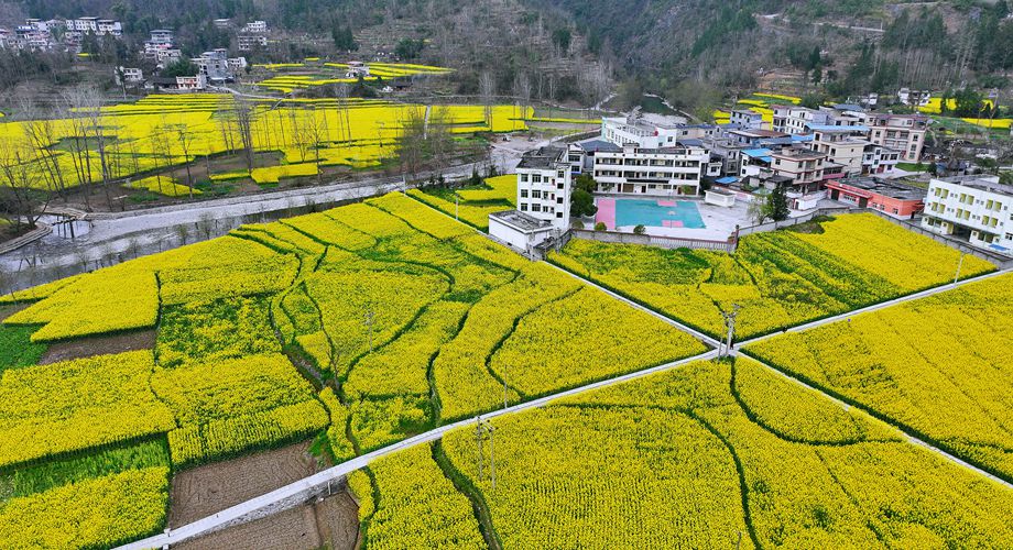 2026年3月5日，酉陽縣銅鼓鎮銅西村的油菜花爭相綻放，金黃色的油菜花田與遠山、村居相映成趣，構成一幅如詩如畫的春日田園畫卷（無人機照片）。通訊員 石嘉黎 攝