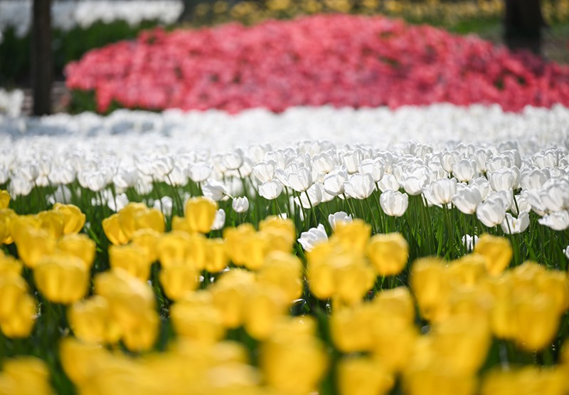 2026年3月4日，長壽湖景區，郁金香花開正艷。記者 謝智強 攝/視覺重慶
