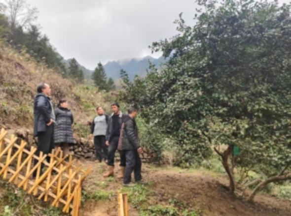 峨溶鎮蔣家村大灣組的千年古茶樹。白元節攝