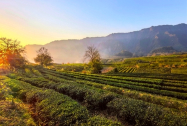 峨溶鎮蔣家村大灣組老茶園。白元節攝