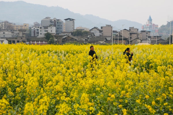 游客在油菜花海裡游玩。景區供圖