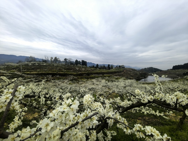 漫山遍野李花盛開。十直鎮供圖