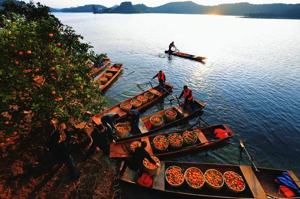 長壽湖畔，萬畝橙林迎來豐收。長壽區委宣傳部供圖