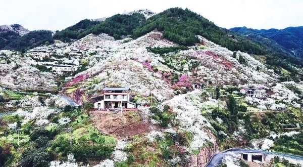 趙家街道南山村李花盛開。趙家街道供圖