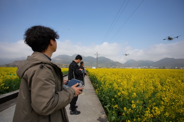 種植大戶操作植保無人機開展田管作業。胡程攝