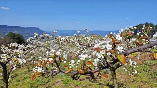 梨花迎风绽放。古峨摄