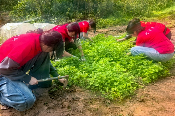 学生在培苗基地挖移艾草种苗。校方供图