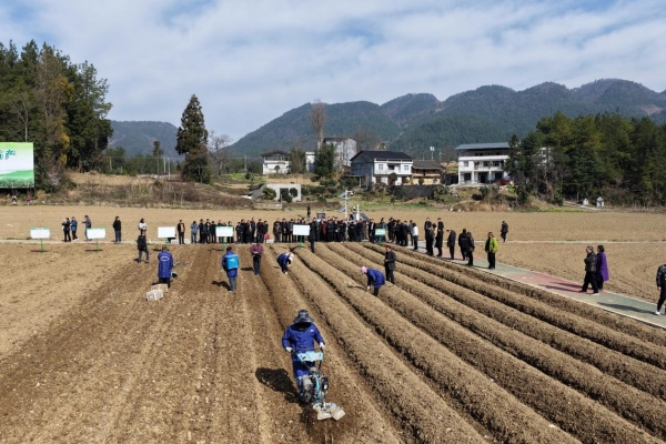 奉节县2026年万亩魔芋基地生产现场会在兴隆镇召开。奉节县农业农村委供图