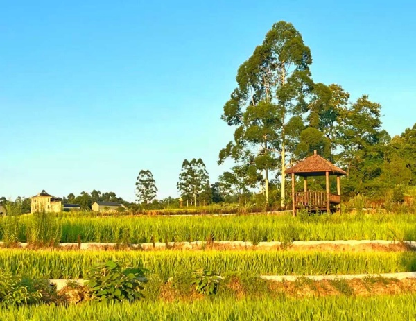 花坝村梯田错落有致。花坝村供图