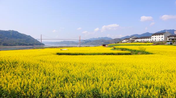岛上油菜花绽放。麻柳嘴镇供图