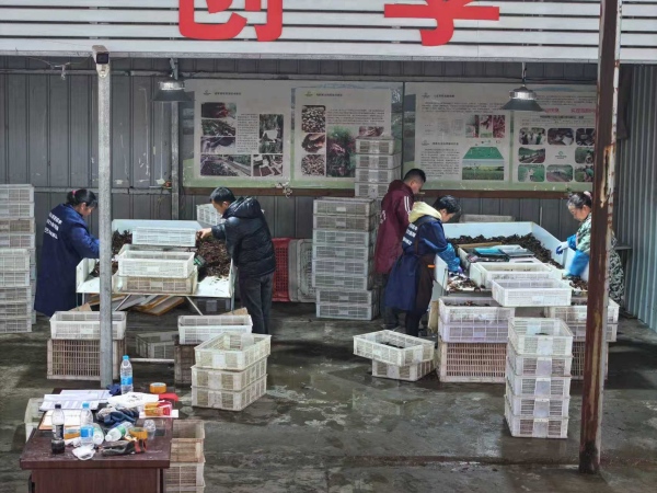 大足：一田双收“稻”路越来越宽(图1)