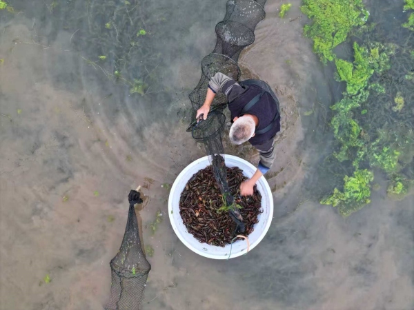 大足：一田双收“稻”路越来越宽(图2)